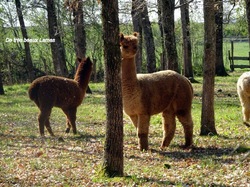 Illustration de la galerie